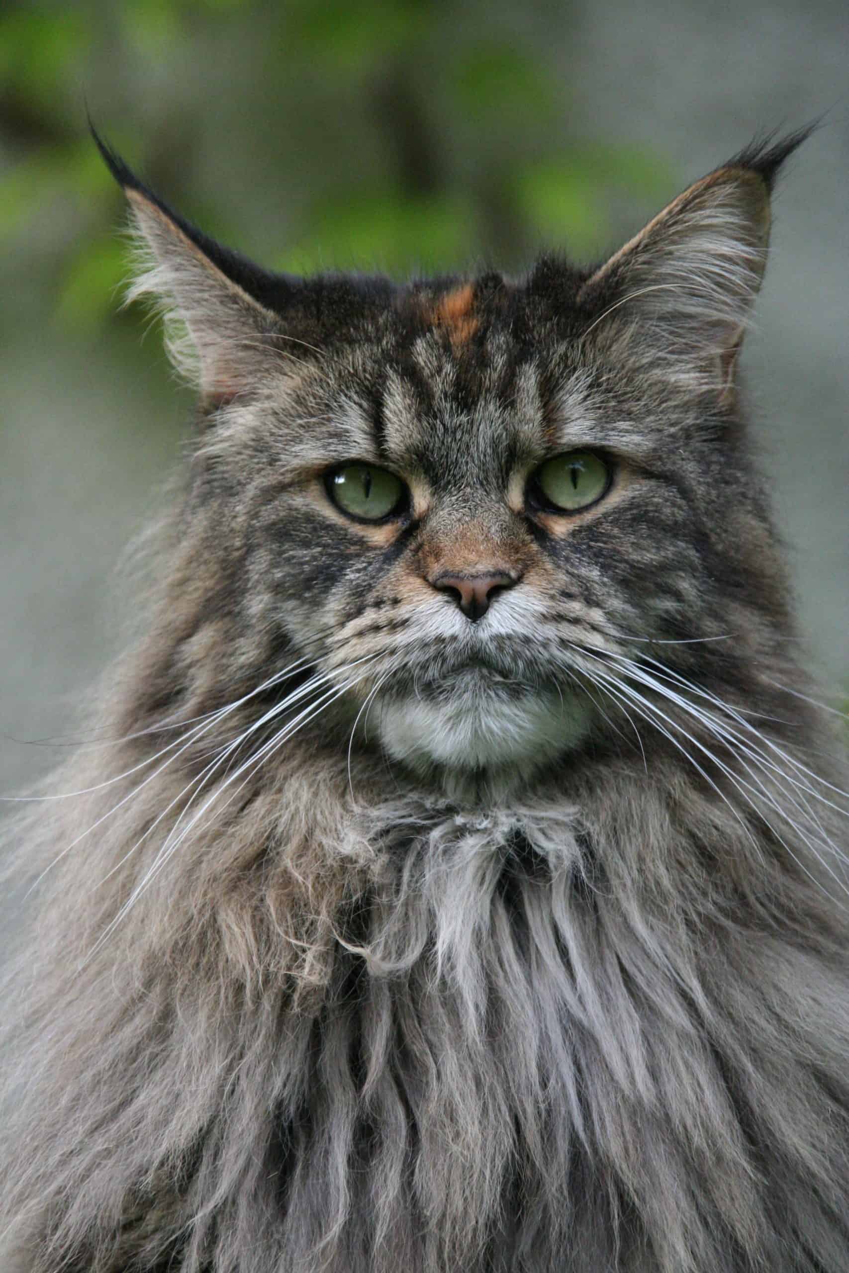 Where Do Maine Coon Cats Come From