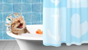 Most Cats Detest Water And Will Avoid It At All Cost