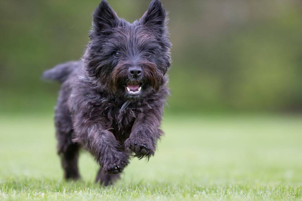 Cairn Terrier - Dog Breeds - Info To Know Before Owning