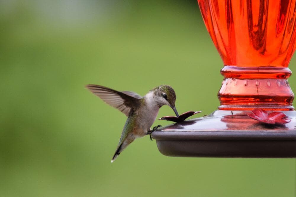 Hummingbird Feeders For Your Yard