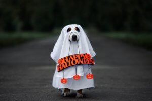 Dress Up Your Dog This Halloween