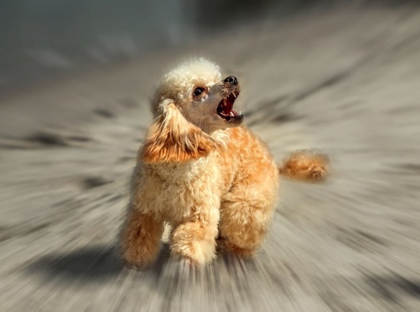 Poodle Aggression Tips & Tricks for Pets Cute Dog Pets Dog Pet