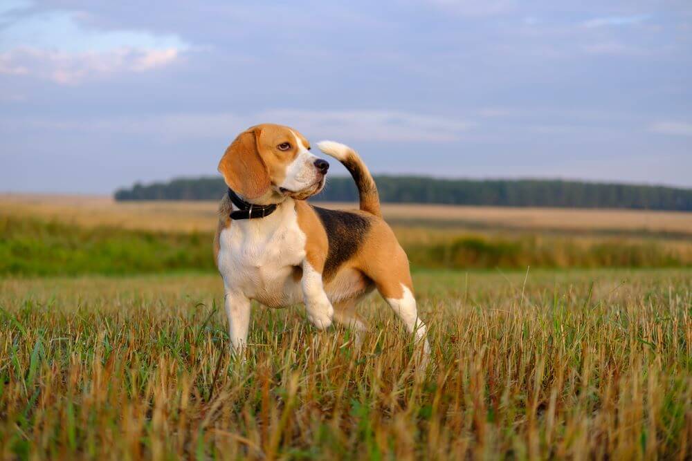 Beagle Training and Jack Russell Training