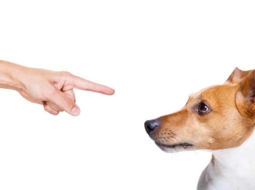 Understanding Dog Behavior And You | Tips & Tricks for Pets | Dog Pet