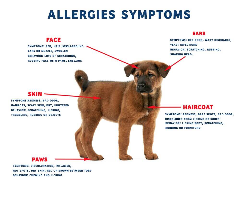 Dog Allergies Symptoms Tips Tricks For Pets