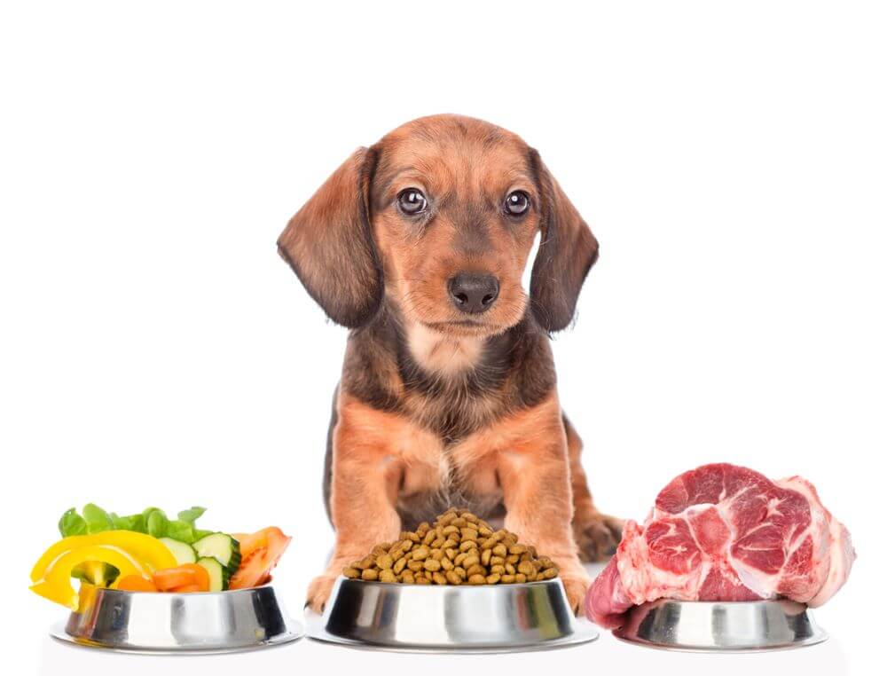 Dog Food Choices