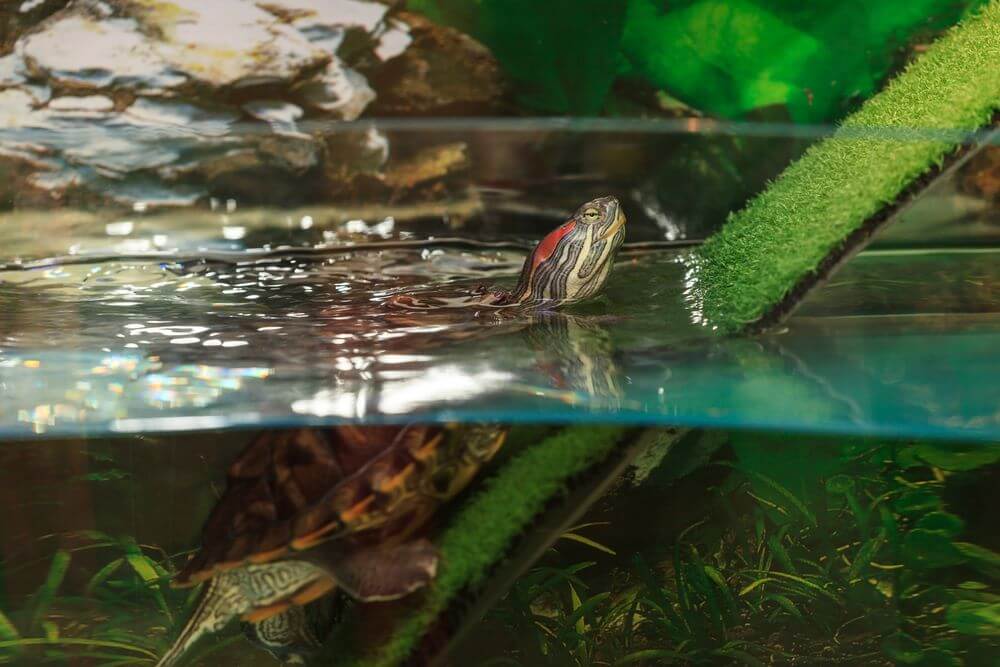 Did You Ever Thought about Putting a Fish in Your Turtle Tank?
