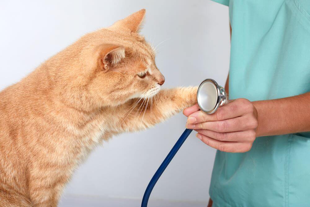 Become The Right Veterinary Technician