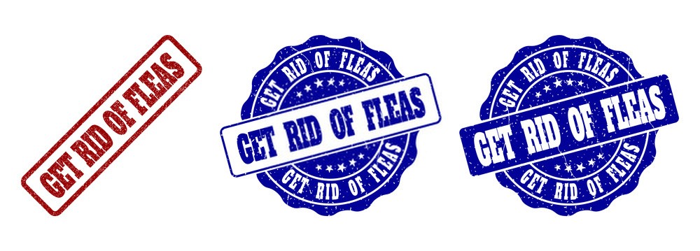Get rid of fleas