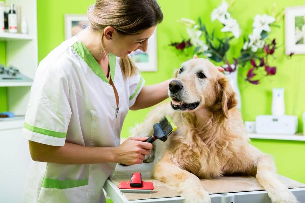 Proffesional Pet Grooming Needs