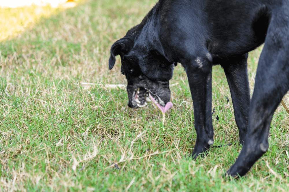 dog ate toy stuffing vomiting