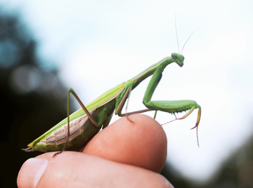 Caring For Your Praying Mantis Tips And Tricks For Pets