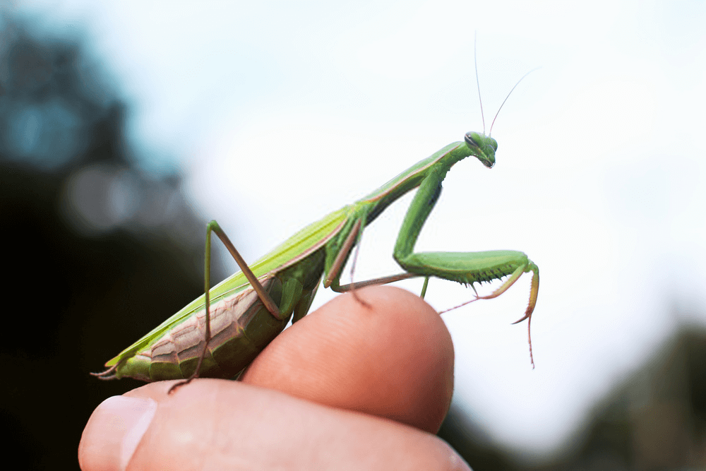 Caring for your Praying Mantis
