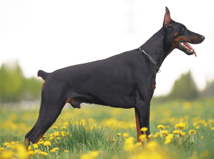 Docking Tails Tips & Tricks for Pets Tail Docking Dogs Dogs Pet