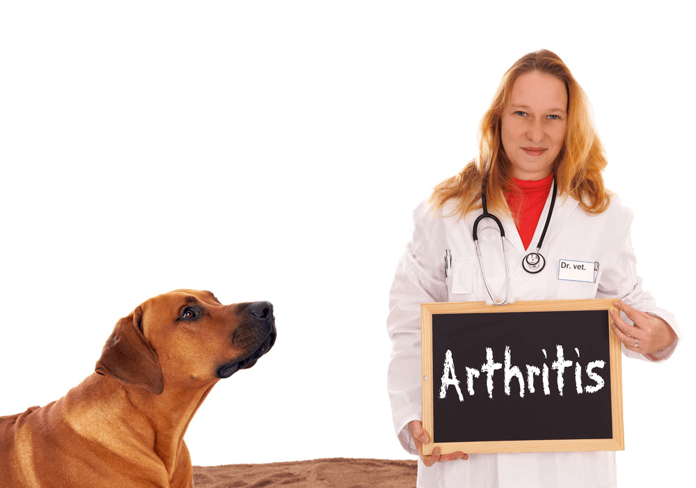 Dog Arthritis Treatment Options