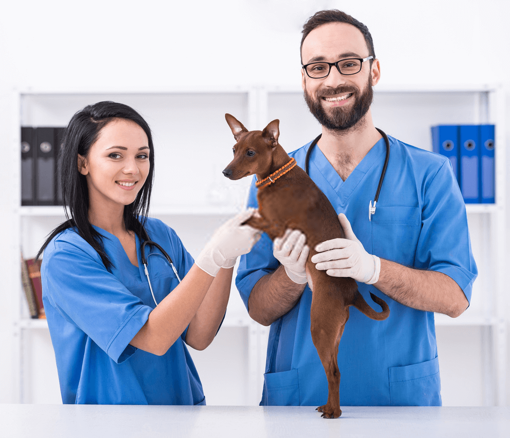 online-veterinary-technician-schools-tips-tricks-for-pets