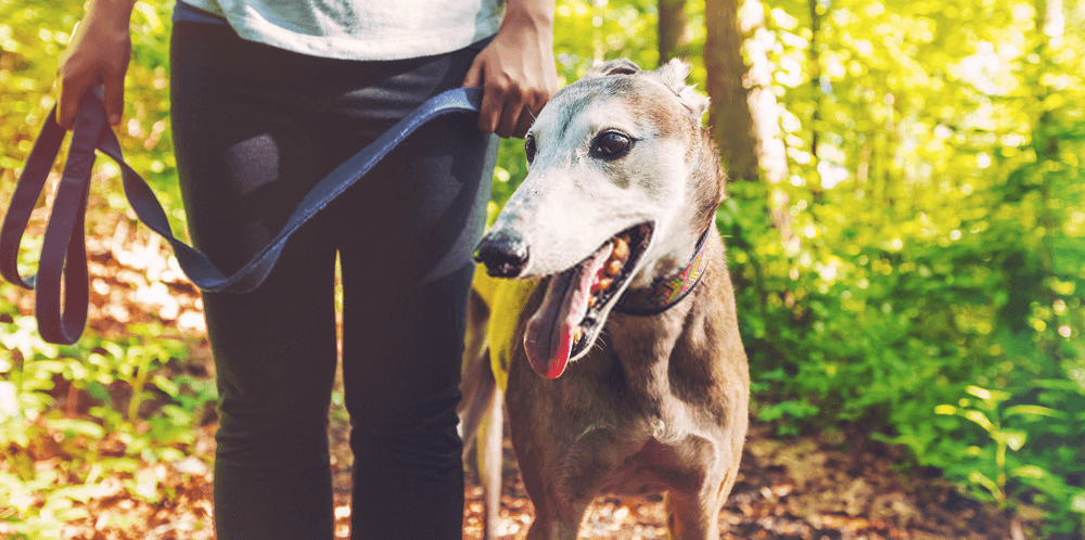 Rescuing Rescued Greyhounds