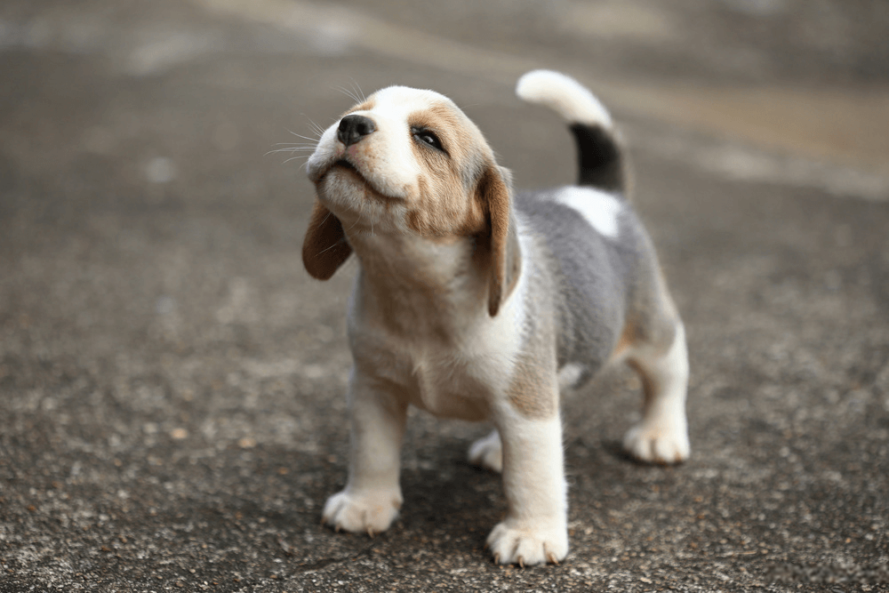 Search Puppies to find on Pet Classifieds