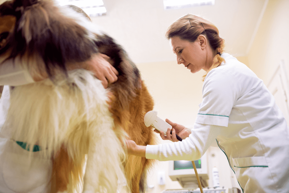 Trace Mineral Analysis of Hair Samples of Dogs and Cats