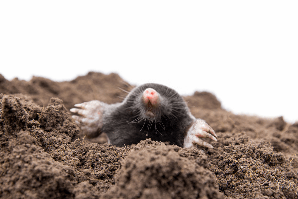 Tried And Tested Ways Of Eliminating The Ground Mole