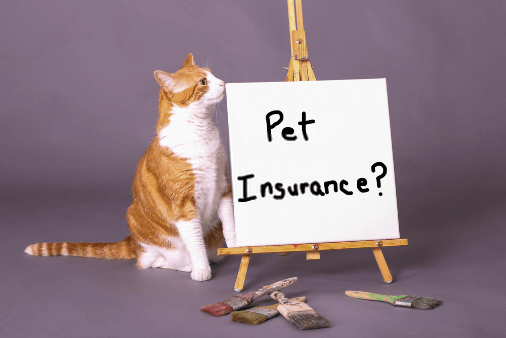 Veterinary Pet Insurance Guide