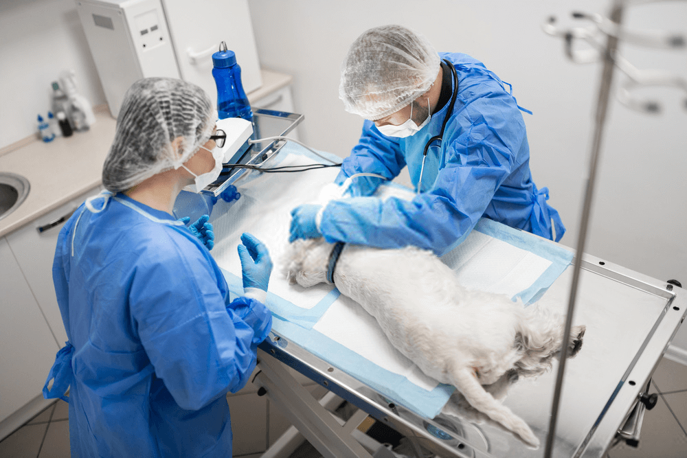 The Veterinary Surgeon, about veterinarian surgery