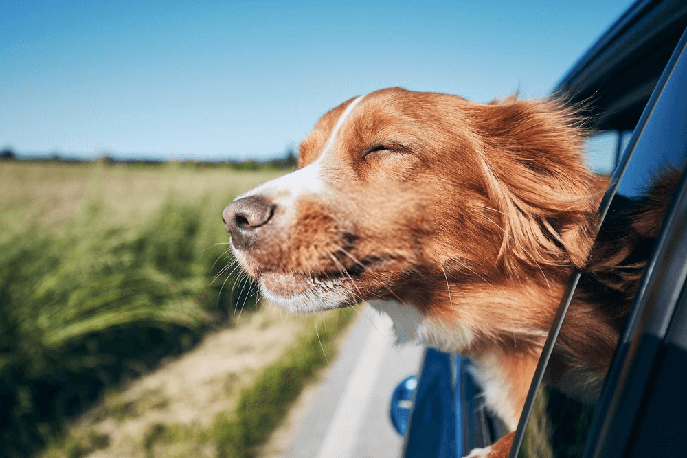 Way to travel by car dog
