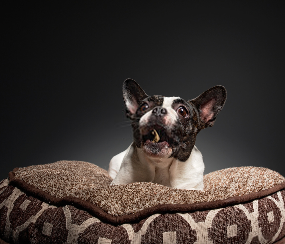 4 Simple Steps to Find Unique Dog Beds