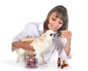 About Holistic Veterinarians