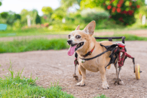 Dog Wheelchairs: The Absolute Details