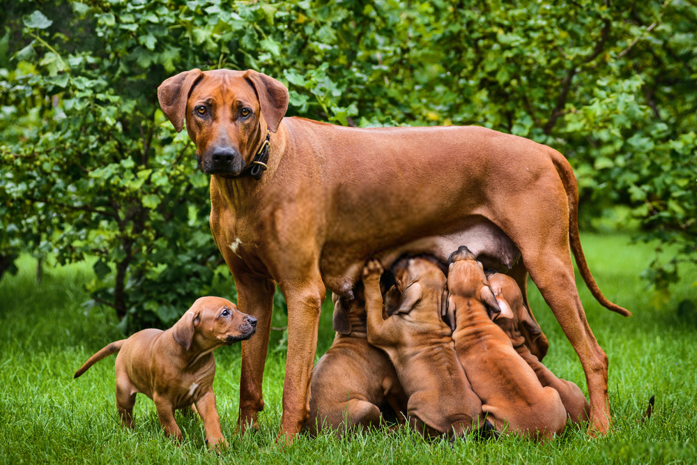 Dog breeder – bring a specific breed of dog depending upon your personality