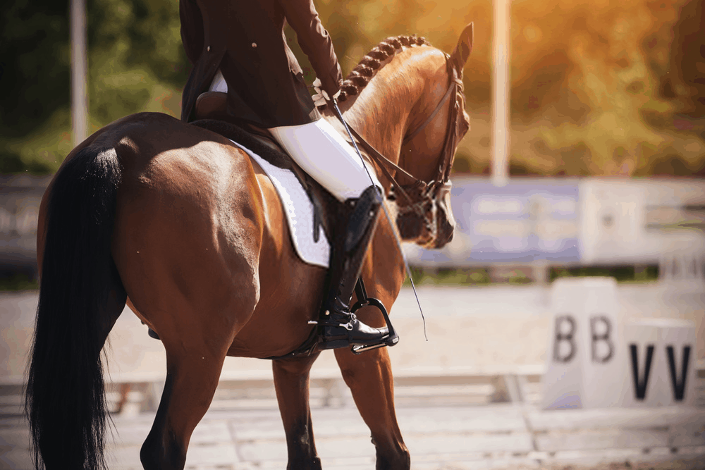 Everything You’ve Always Wanted To Know From Pony Saddles To Horse Shoes