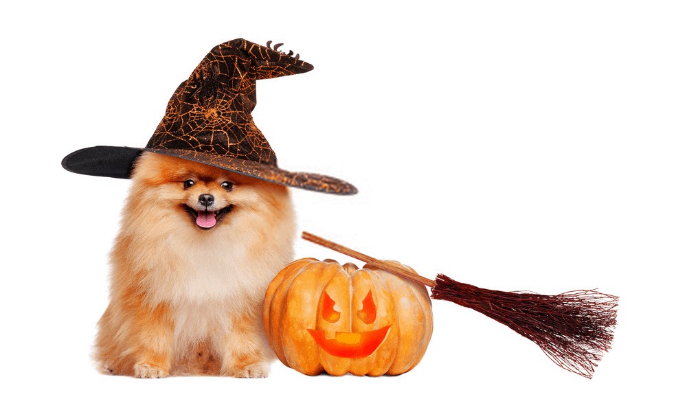 Halloween and Your Pet