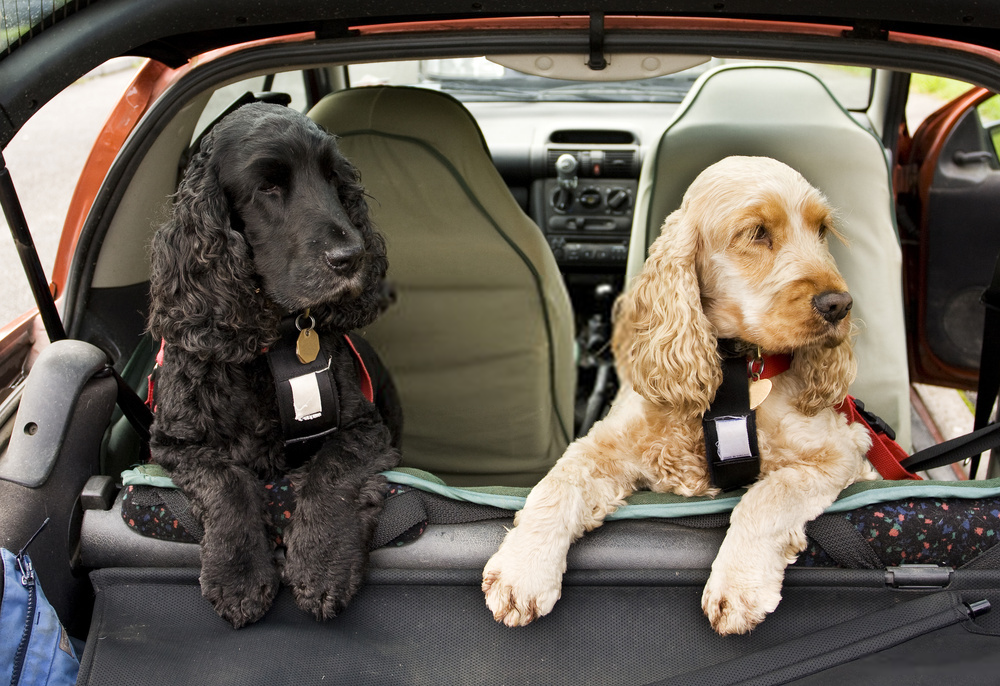 Subaru Collaborates with CPS on Pet Car Harness Study