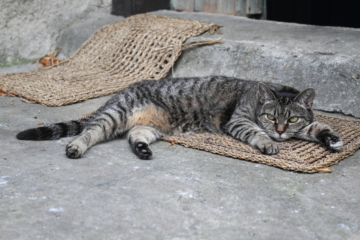 Cat Doormat Archives Tips Tricks For Pets