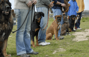 Why Winston Salem Dog Training Club is Good For You