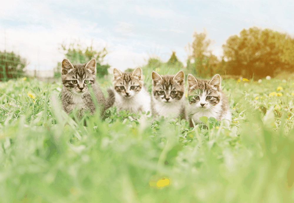 A tale of four kitties