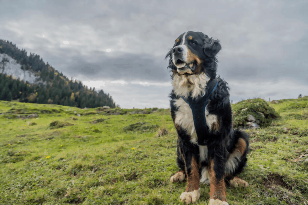 Appenzell Mountain Dog