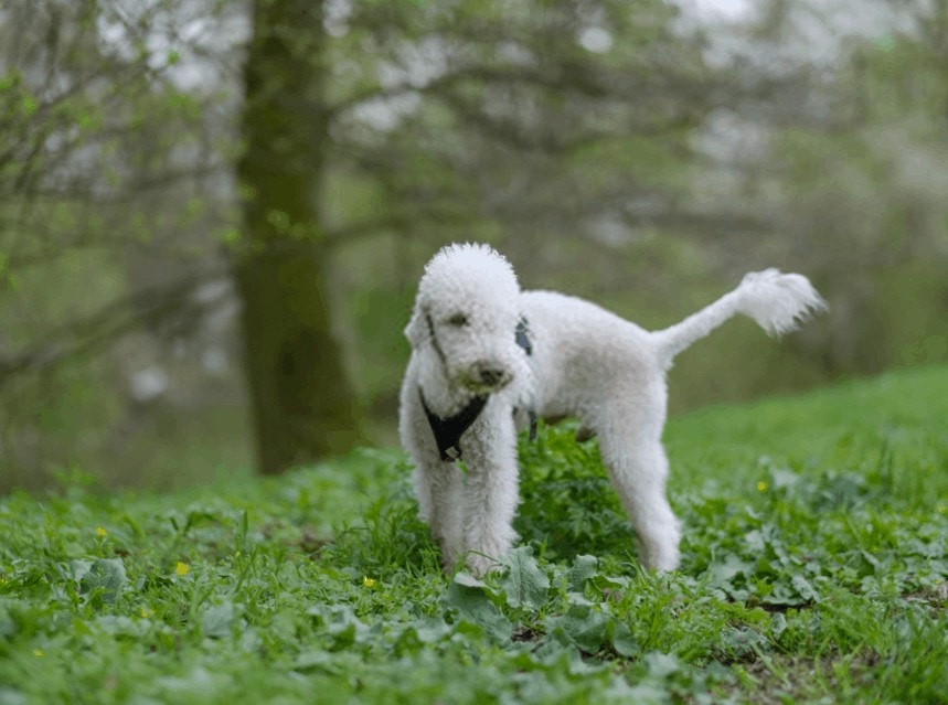 Bedlington Terrier | Tips & Tricks for Pets