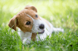 Dogs Eat Grass and Poop