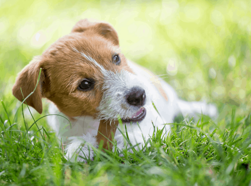 dog eating grass and poop