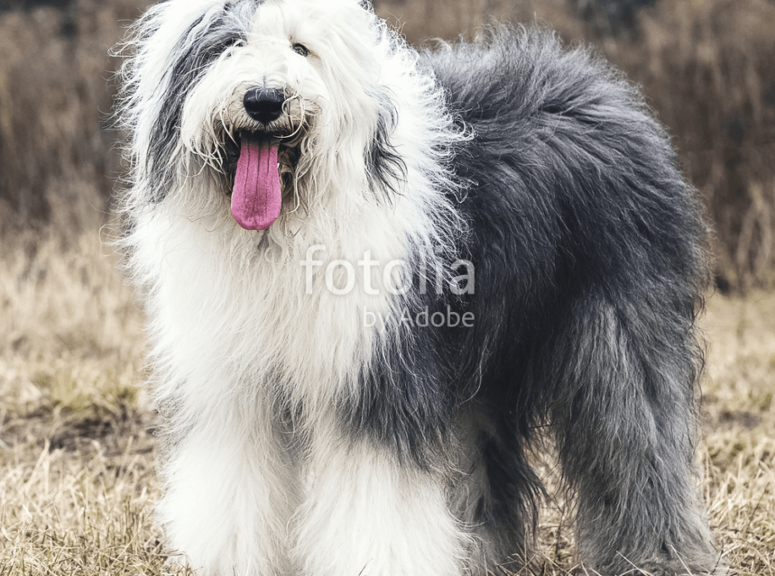 Old English Sheepdog Tips Tricks For Pets Dogs As Pet For