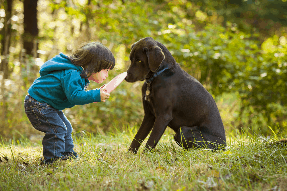 Safety Rules for Dogs and Kids Playing Together