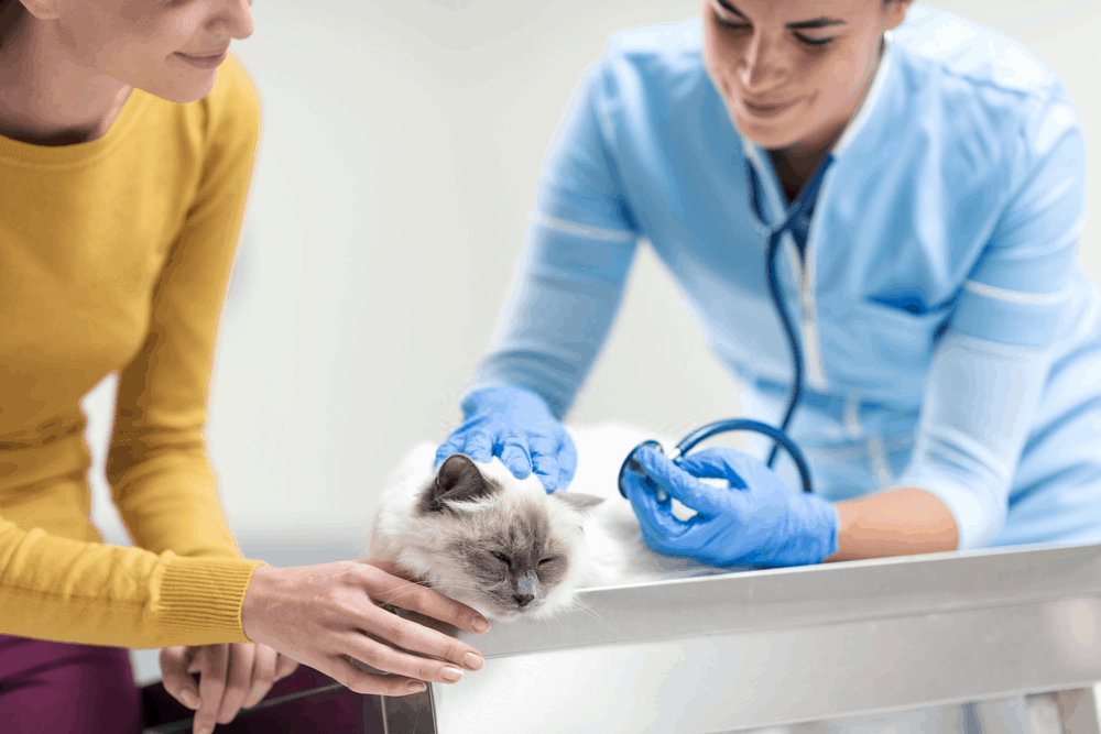 Services Performed By Maitland’s Vet Clinics