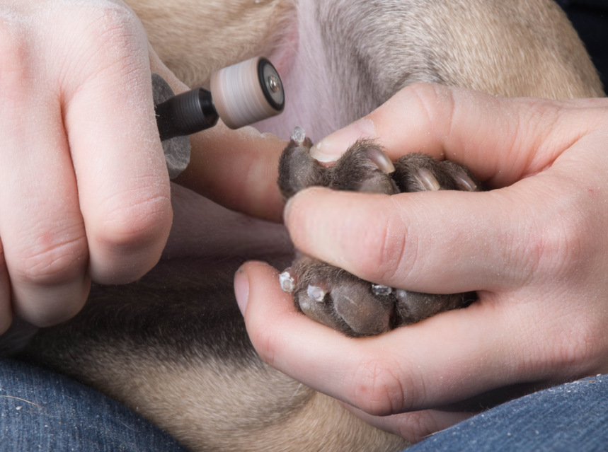 Step By Step Directions On How To Clip Your Dog S Nails