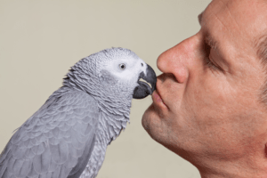 African Grey Cages