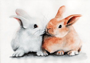 Bunnies get used to each other