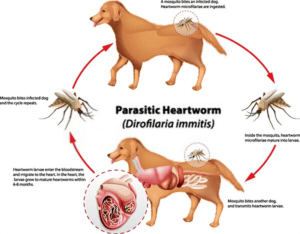 Chose Low Cost Heartworm Medicine For Dogs Over Costly Cures