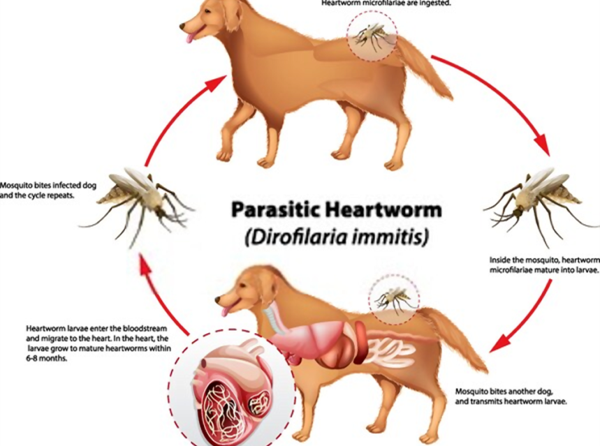 chose-low-cost-heartworm-medicine-for-dogs-over-costly-cures