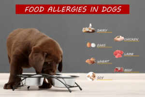 Feed allergy on dogs